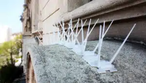 service-bird-spikes
