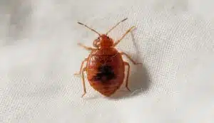Bed Bug Species in Glasgow home