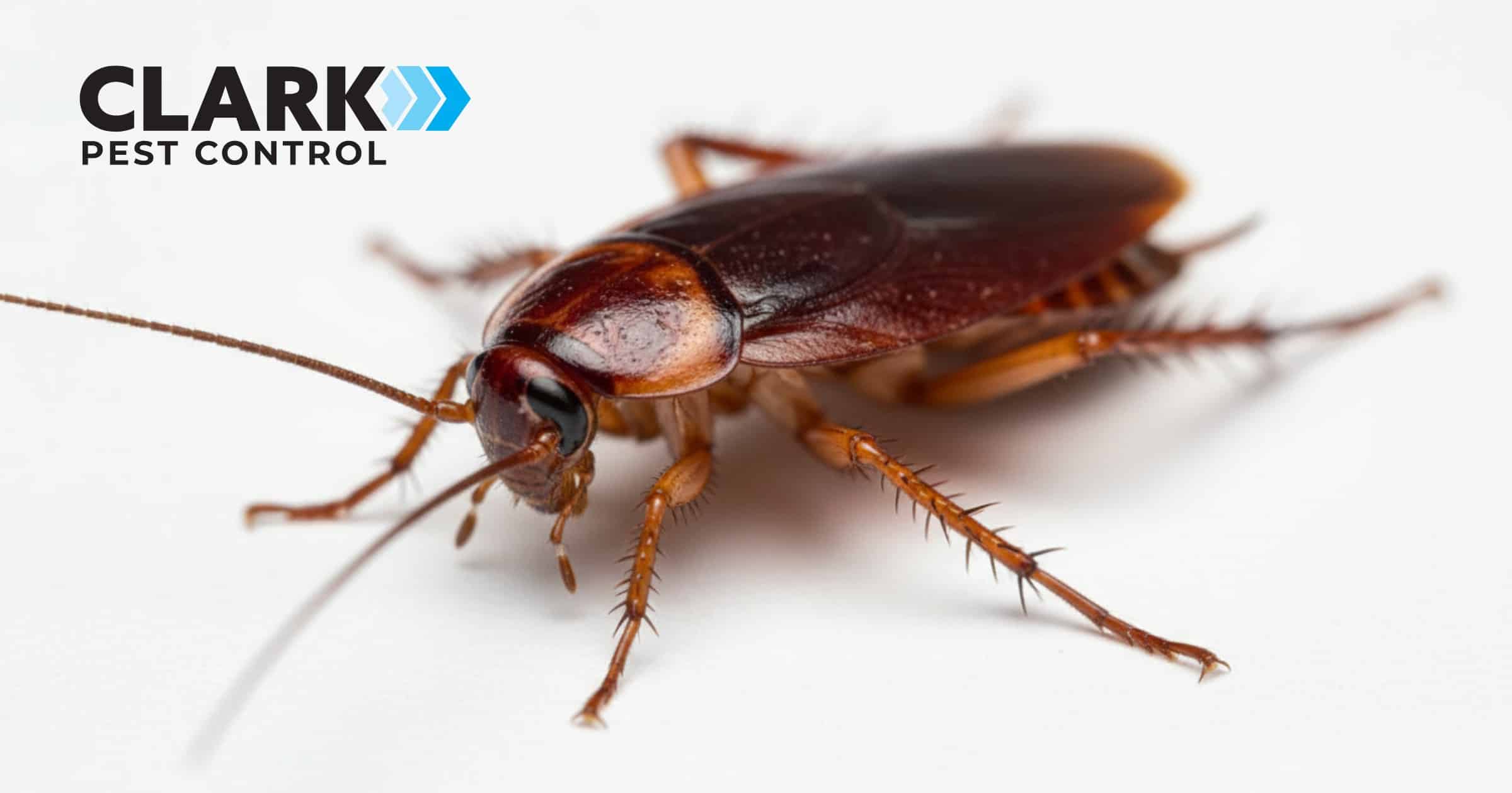 Cockroach Control Glasgow