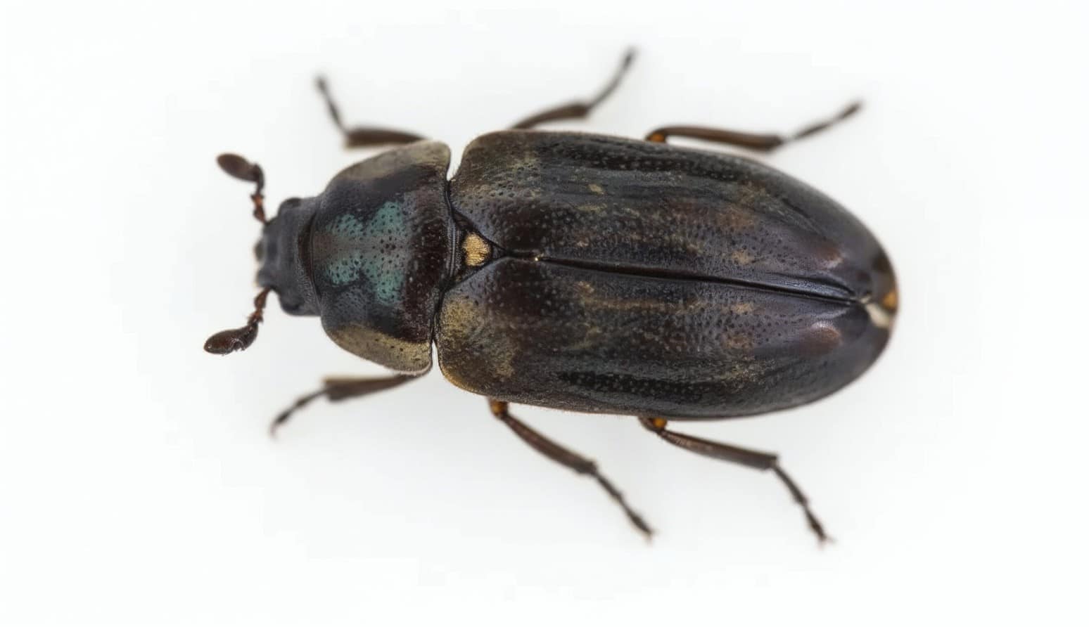 Dermestes Beetle - Clark Pest Control