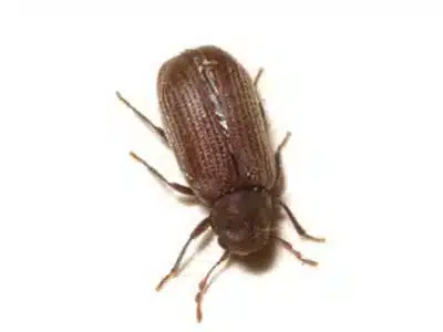 furniture-beetle-anobium-punctatum-pest-solutions-pest-control-1-jpg
