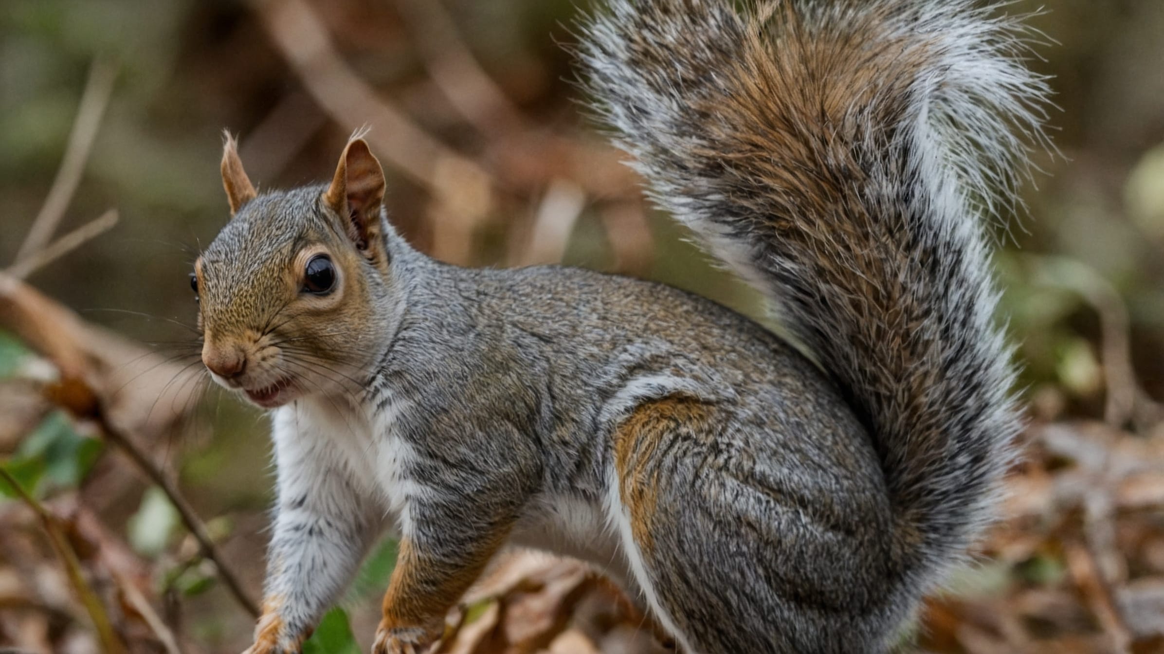 Grey Squirrel Aberdeen