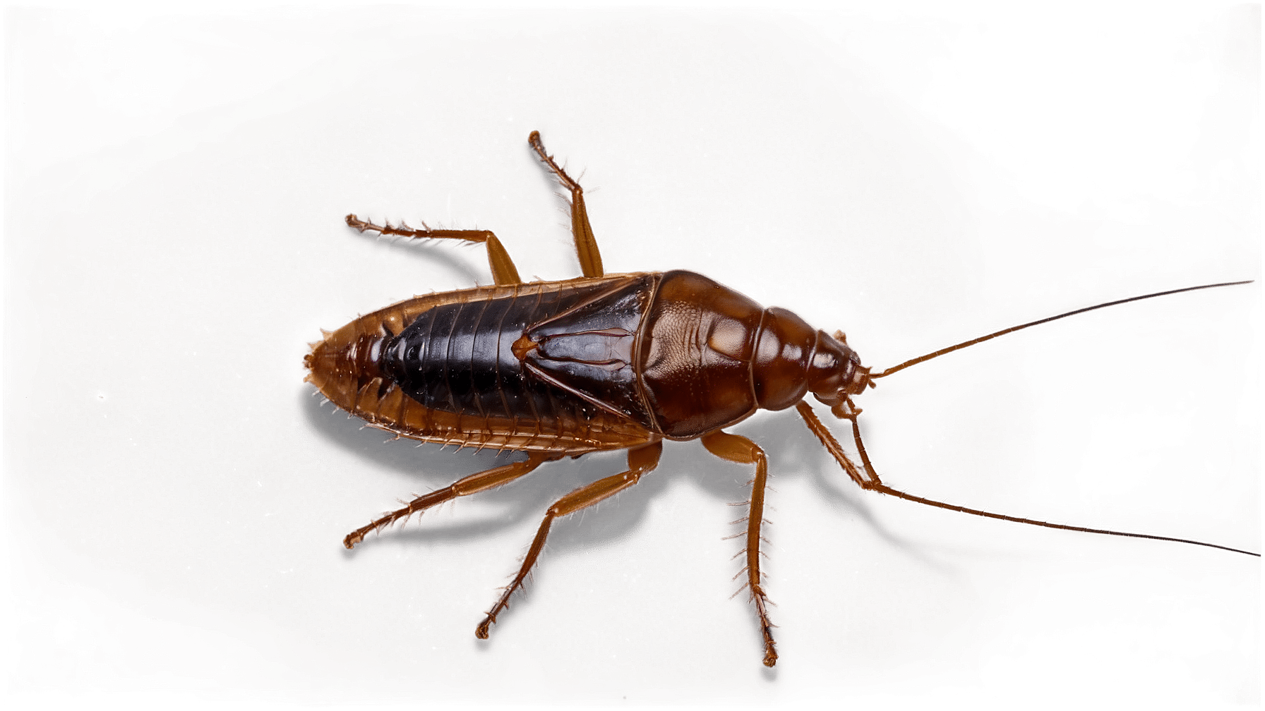 German Cockroach