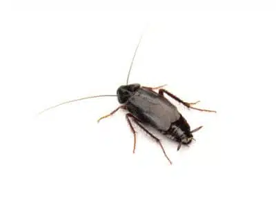oriental-cockroaches-blatta-orientalis-pest-solutions-pest-control-1-jpg