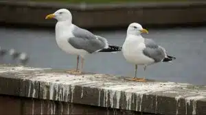 Bird Control - Herring Gull Netting - Clark Pest Control