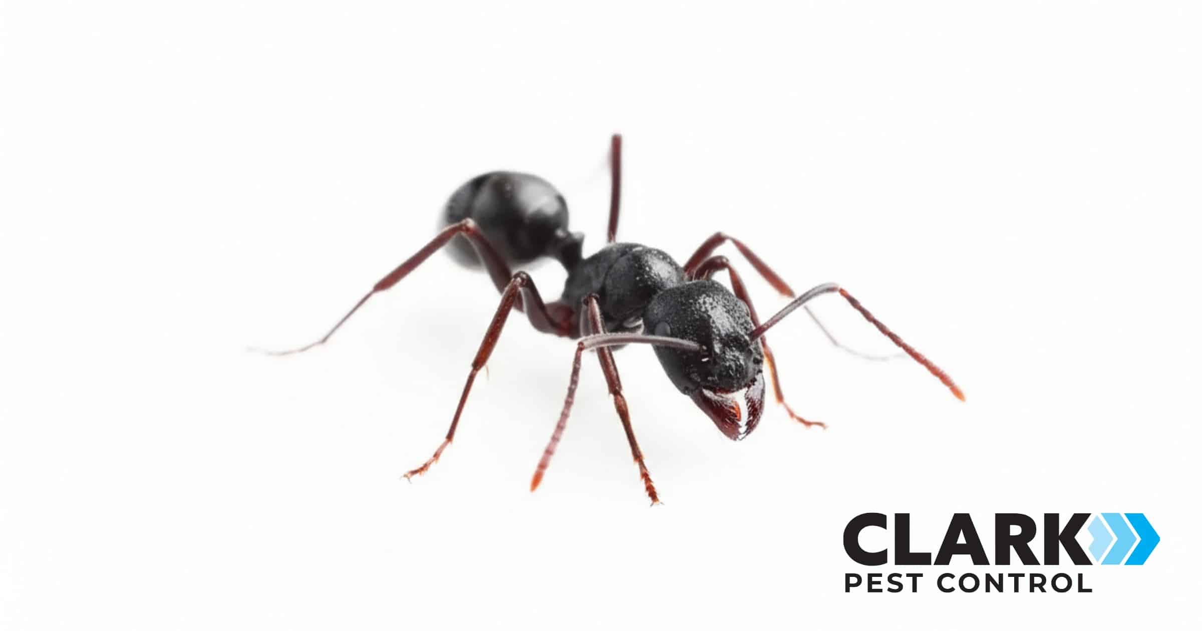 Black Ant in Glasgow on white background - Clark Pest Control