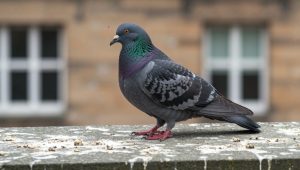 Feral Pigeon on a bird mess covered ledge