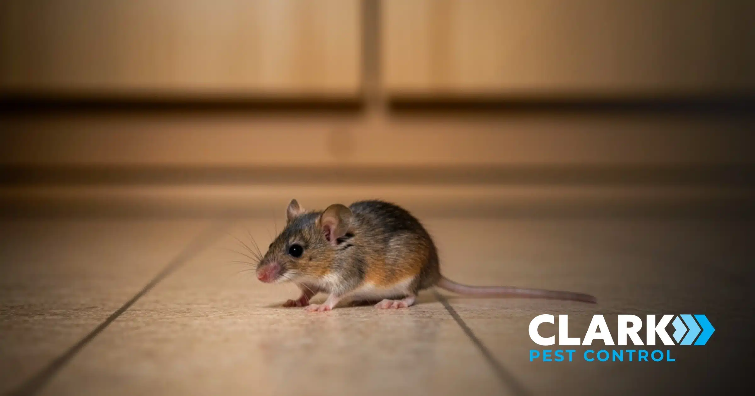 House Mouse in a Kitchen in Glasgow - Clark Pest Control