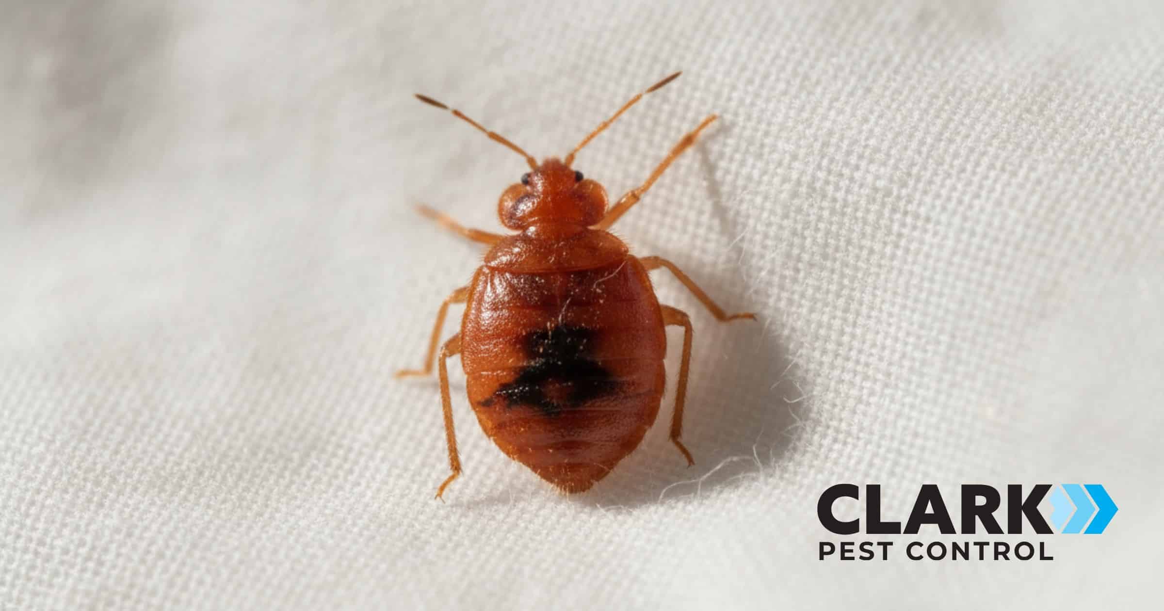 Macro-Photography of Bed bug in bedding in Glasgow home