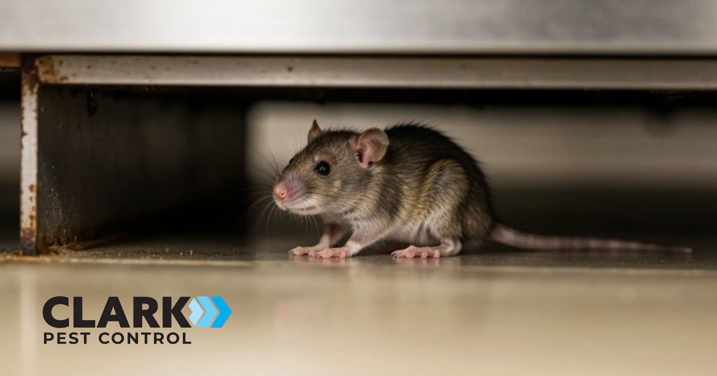 Rodent hiding in a restuarant. Rodent Control Glasgow