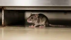Rodent hiding under counter