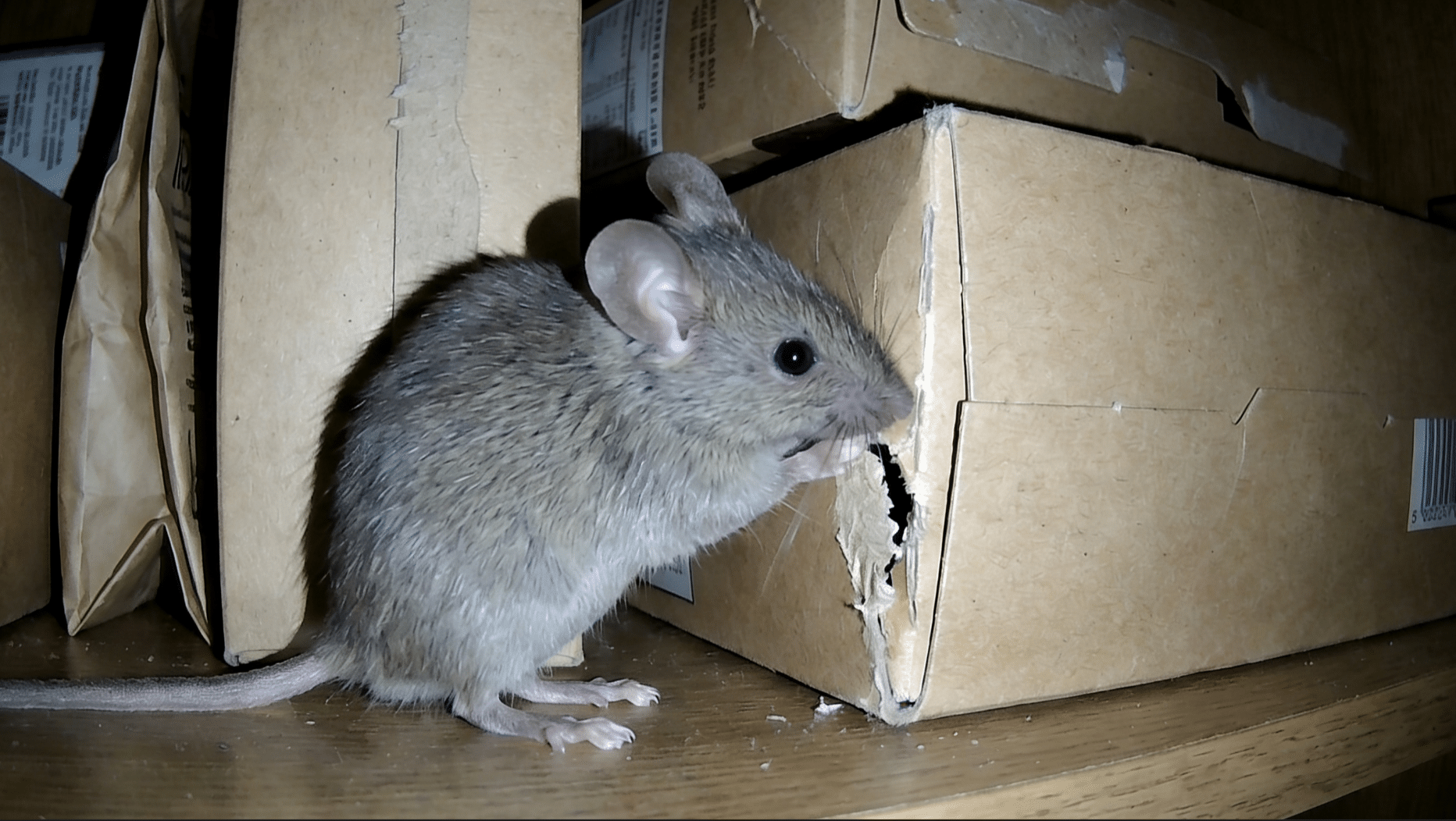 mouse gnawing - mouse pest control